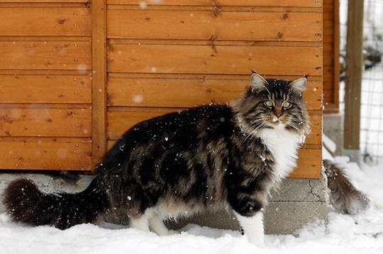 le plus grand chat domestique